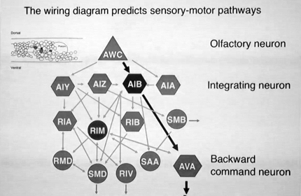 Genes, Neurons, Circuits and Behavior: An Integrated Approach in a Compact Brain