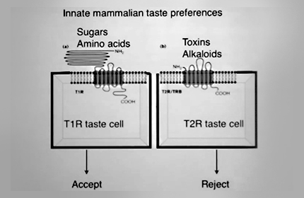 Themes and Variations in Circuits and Behavior