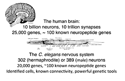 Cori Bargmann: 2014 Breakthrough Prize in Life Sciences Symposium