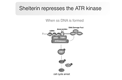 Telomeres and Human Disease