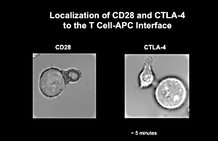 Targeting Immune Checkpoints in Cancer Therapy