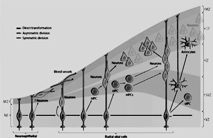 Using Ancient Genomes and Model Systems to Study Uniquely Human Phenotypes