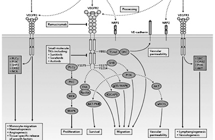 Anti-Angiogenic Therapy: From Bench To Clinic