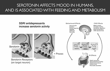 Constant Change: The Ever-Developing Brain