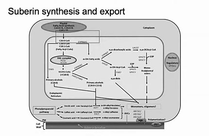 Harnessing Plants Initiative